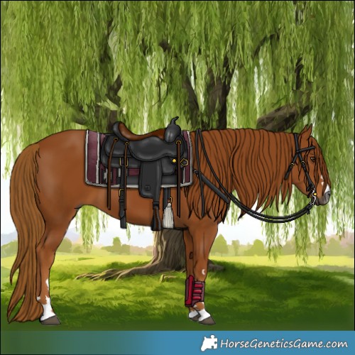 Horse Color:Gray Chestnut 