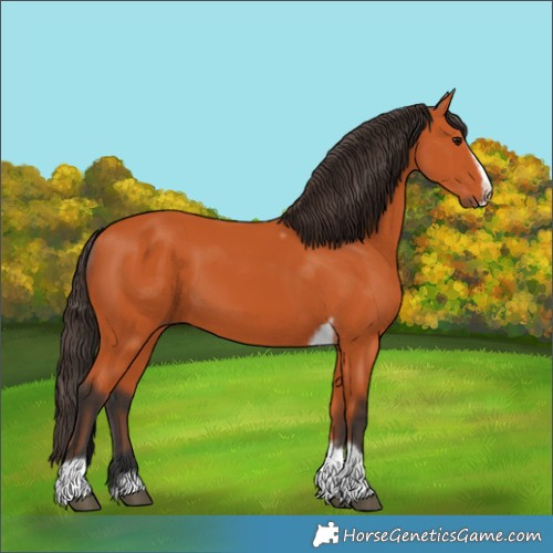 Horse Color:Bay Tobiano Frame