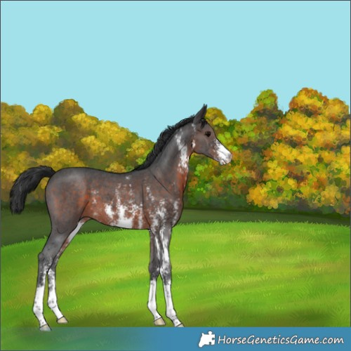 Horse Color:Brown Sabino 