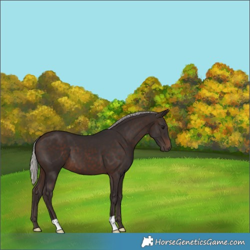 Horse Color:Silver Brown 
