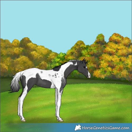 Horse Color:Black Tobiano 