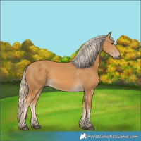Horse Color:Palomino