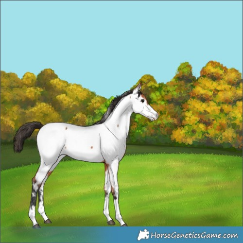 Horse Color:Bay Appaloosa
