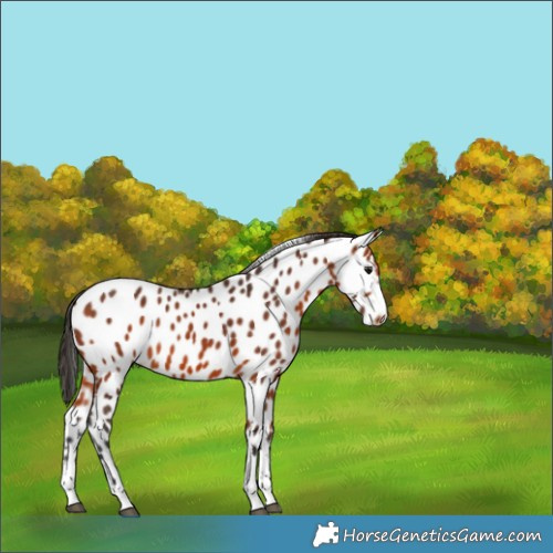 Horse Color:Bay Appaloosa