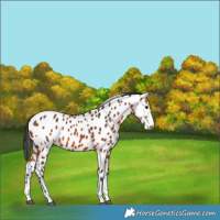 Horse Color:Bay Appaloosa