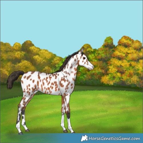 Horse Color:Bay Appaloosa