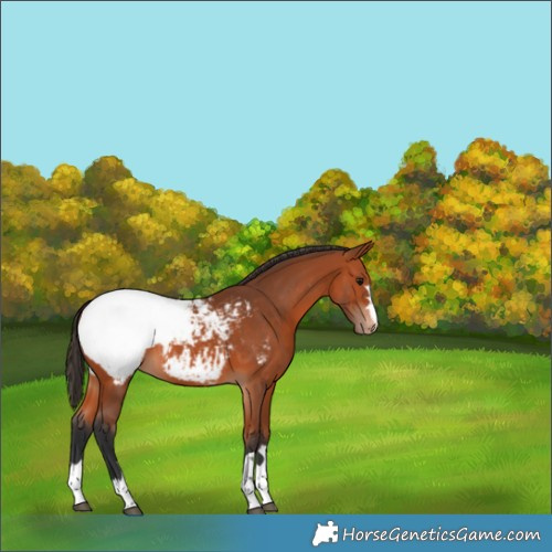 Horse Color:Bay Appaloosa 