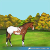 Horse Color:Bay Appaloosa