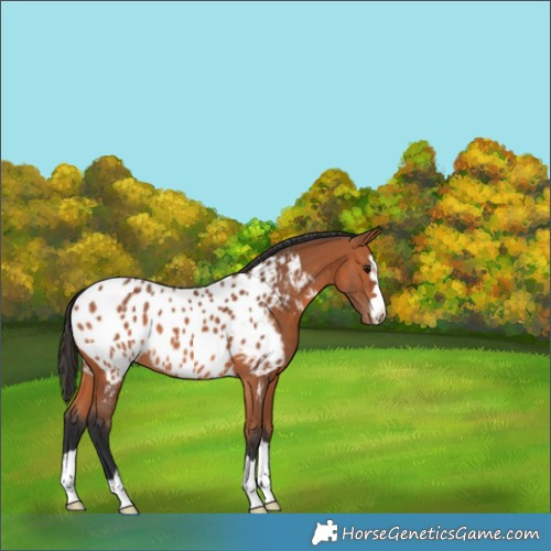 Horse Color:Bay Appaloosa