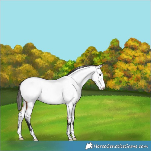 Horse Color:Bay Appaloosa 