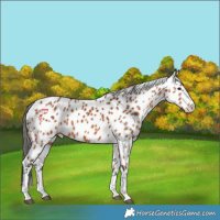 Horse Color:Bay Appaloosa 