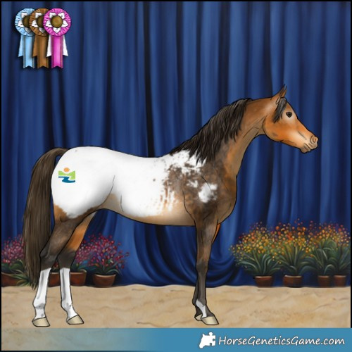 Horse Color:Gray Buckskin Appaloosa Rabicano 