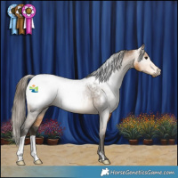 Horse Color:Gray Buckskin Snowcap Rabicano 