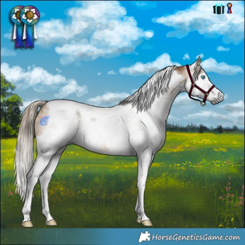 Horse Color:Gray Buckskin Splash Tobiano Varnish 