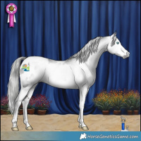 Horse Color:Gray Black Splash Tobiano Blanket Rabicano 