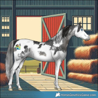 Horse Color:Gray Black Splash Tobiano Appaloosa Rabicano