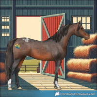 Horse Color:Brown Appaloosa 
