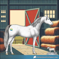 Horse Color:Gray Bay Splash Tobiano Appaloosa Rabicano 