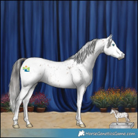 Horse Color:Gray Bay Splash Tobiano Appaloosa Rabicano 