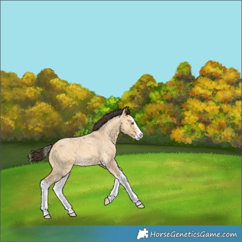 Horse Color:Buckskin Roan Dun Splash