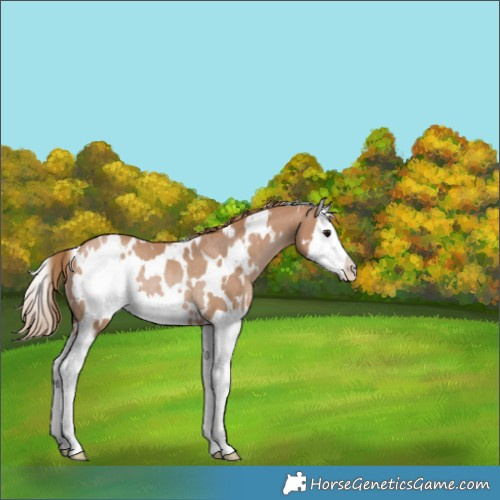 Horse Color:White Spotted Black Pearl Splash Rabicano 