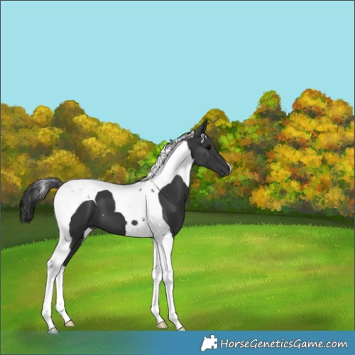 Horse Color:Black Tobiano 