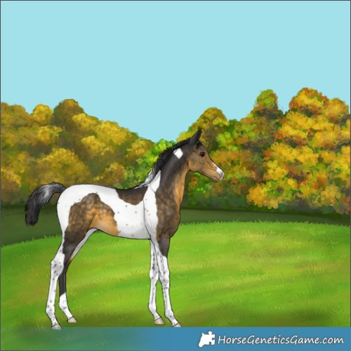 Horse Color:Buckskin Tobiano 