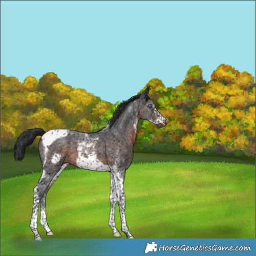 Horse Color:Brown Sabino Tobiano Frame 