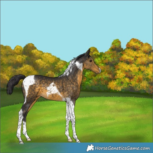 Horse Color:Buckskin Tobiano