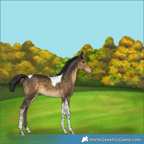 Horse Color:Buckskin Tobiano 