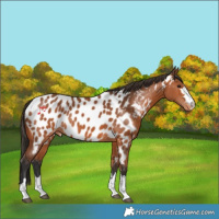 Horse Color:Bay Appaloosa