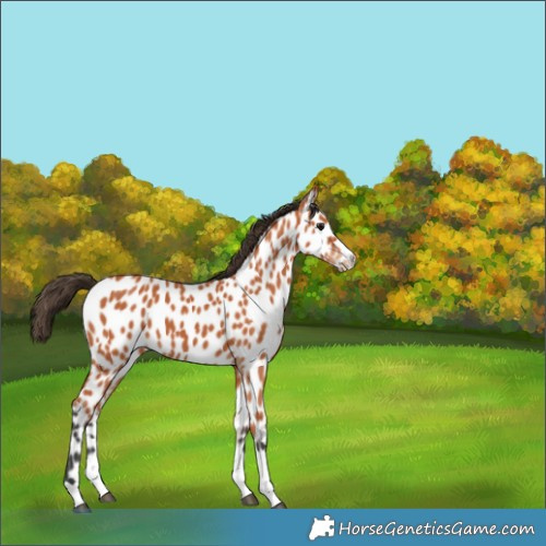 Horse Color:Bay Appaloosa 