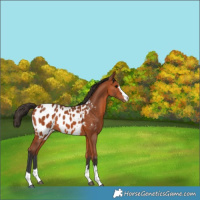 Horse Color:Bay Appaloosa 