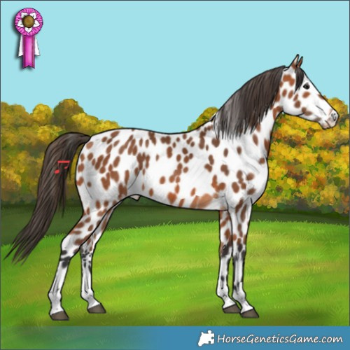 Horse Color:Bay Appaloosa 