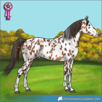 Horse Color:Bay Leopard