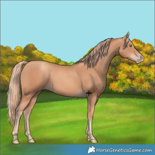 Horse Color:Gold Champagne 
