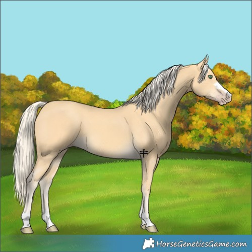 Horse Color:Gold Cream Champagne 