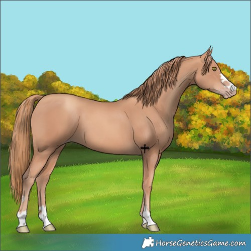 Horse Color:Gold Champagne 