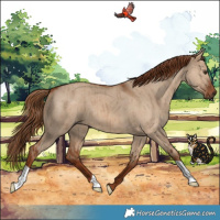 Horse Color:Red Dun Brindle