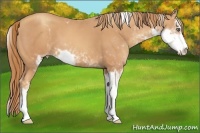 Horse Color:Gold Champagne Sabino 