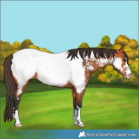 Horse Color:Bay Near Fewspot 