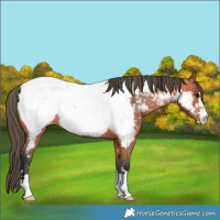 Horse Color:Bay Near Fewspot 