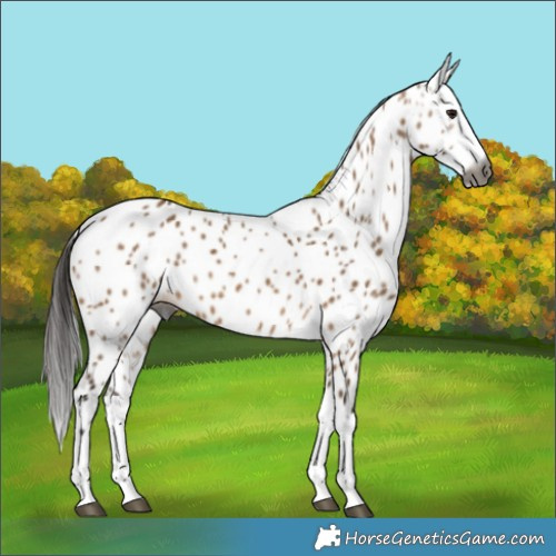 Horse Color:Gray Bay Dun Splash Appaloosa 