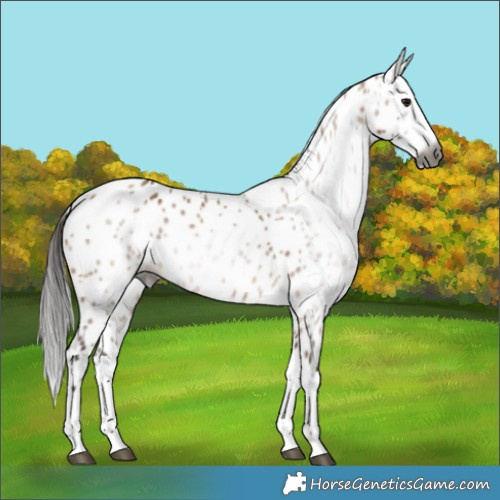 Horse Color:Gray Bay Dun Splash Leopard