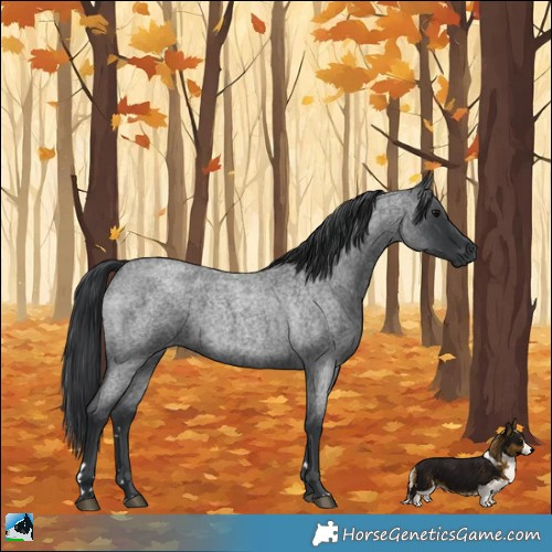 Horse Color:Blue Roan Rabicano