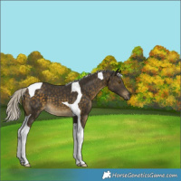 Horse Color:Silver Buckskin Tobiano 