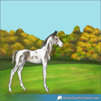 Horse Color:White Spotted Silver Buckskin Tobiano Rabicano