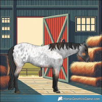 Horse Color:Bay Roan Appaloosa Rabicano  and Blue Roan Appaloosa Rabicano 