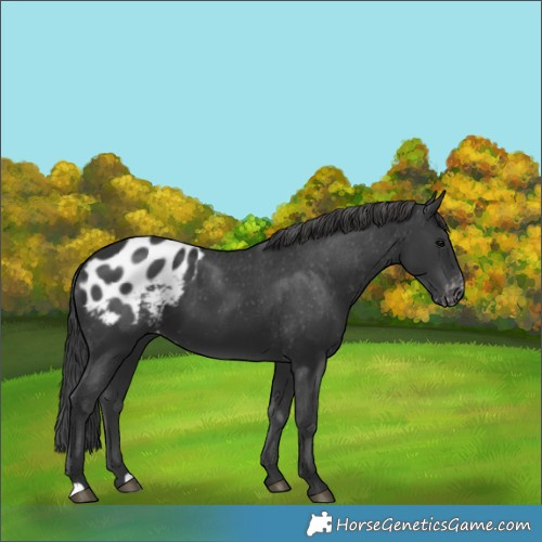 Horse Color:Black Appaloosa 