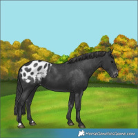 Horse Color:Black Appaloosa